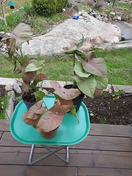 Syngonium rosa krukväxt pilspetsranka