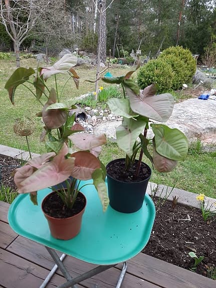 Syngonium rosa krukväxt pilspetsranka
