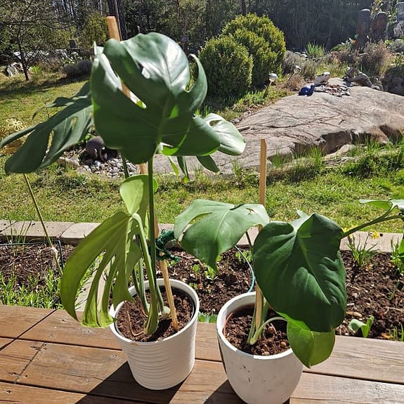 Monstera krukväxt grön