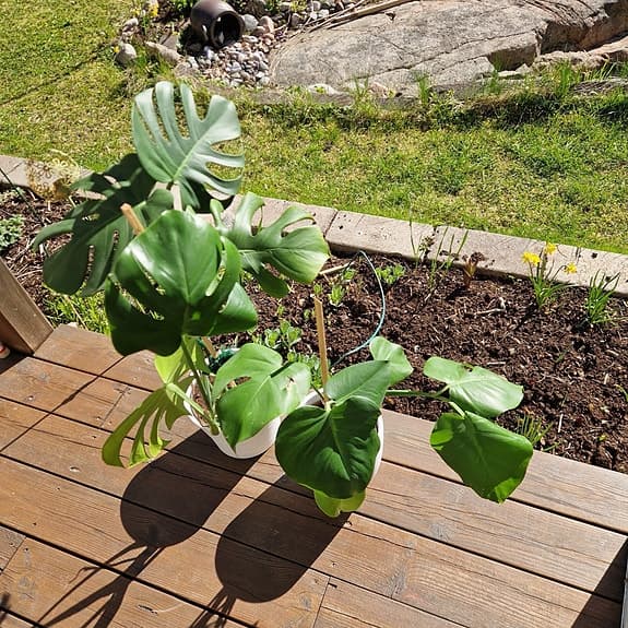 Monstera krukväxt grön
