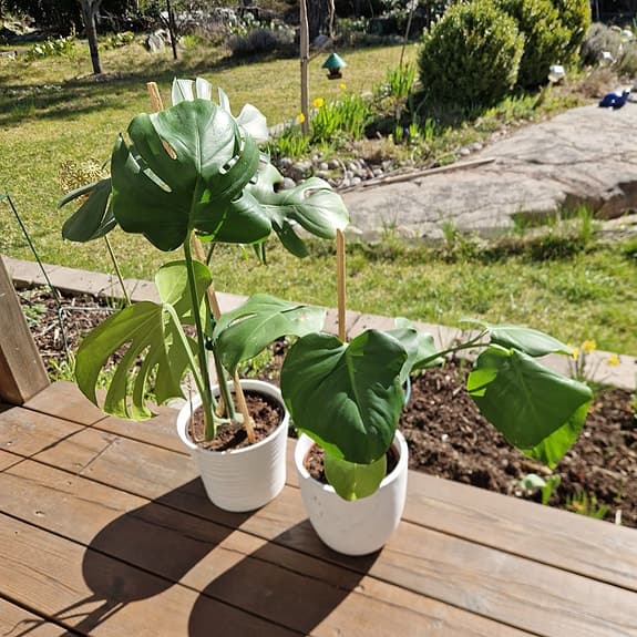 Monstera krukväxt grön