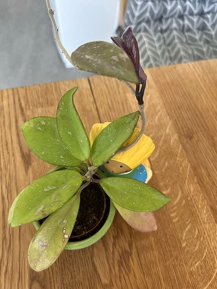 Hoya pubikalix