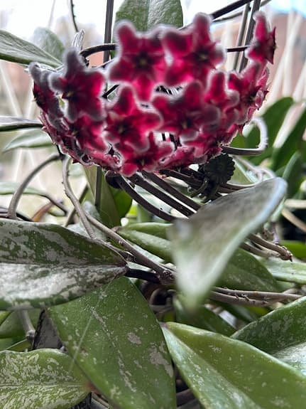 Hoya pubikalix