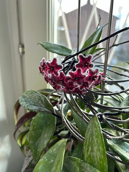 Hoya pubikalix