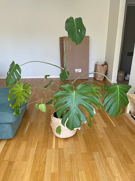 MUST GO - Monstera och mer växter