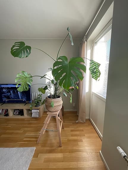 MUST GO - Monstera och mer växter