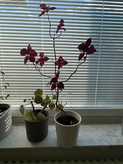 MUST GO - Monstera och mer växter