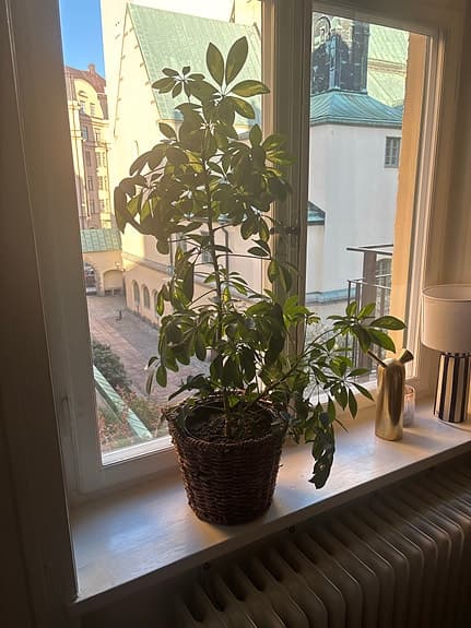 Grön krukväxt i flätad korgkruka