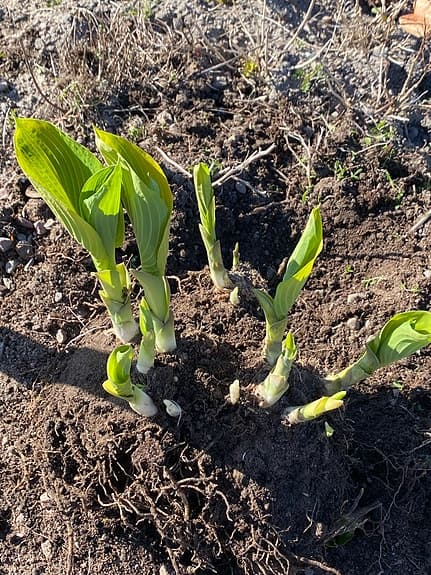 Funkia olika sorter, stora rejäla plantor