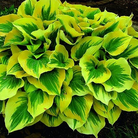 Funkia olika sorter, stora rejäla plantor