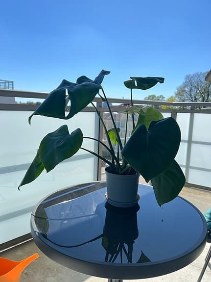 🌿 Monstera – stor, frisk och dekorativ växt