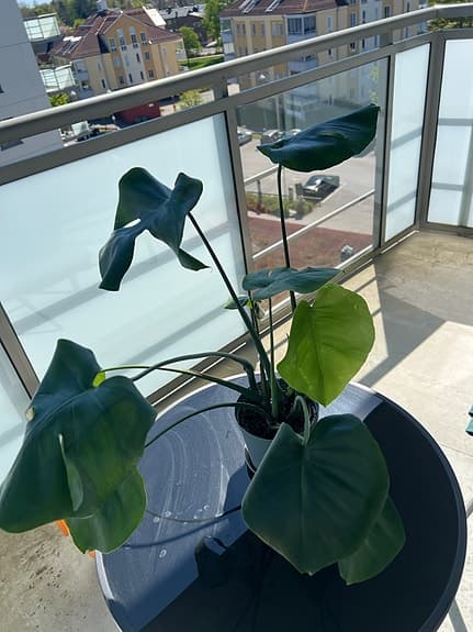 🌿 Monstera – stor, frisk och dekorativ växt