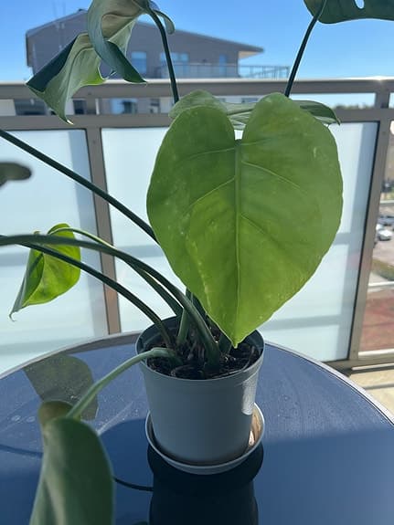 🌿 Monstera – stor, frisk och dekorativ växt