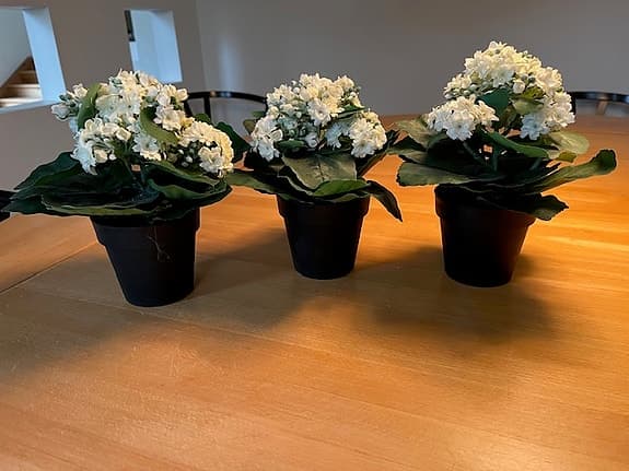 Krukväxter med vita blommor i svarta krukor
