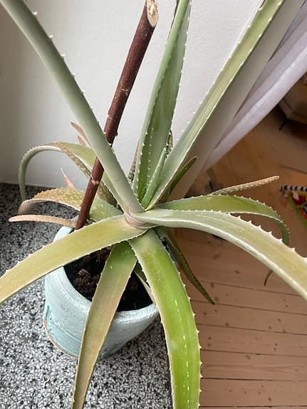Aloe Vera växt krukväxt i fin kruka