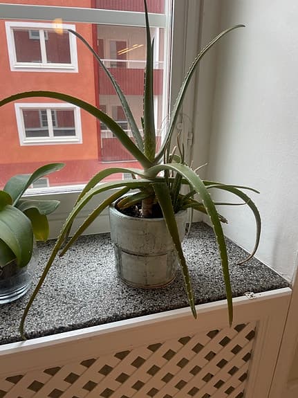 Aloe Vera växt krukväxt i fin kruka