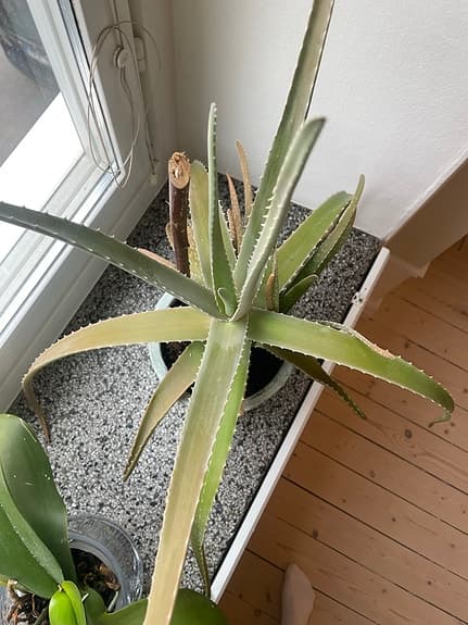 Aloe Vera växt krukväxt i fin kruka