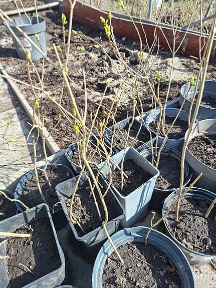 Små buskplantor i kruka för trädgård