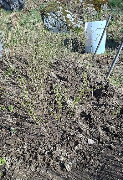 Små buskplantor i kruka för trädgård