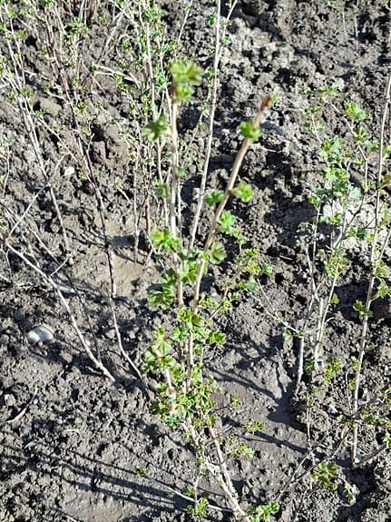 Små buskplantor i kruka för trädgård