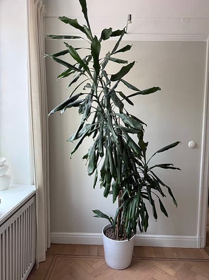 Stor grön krukväxt i vit kruka
