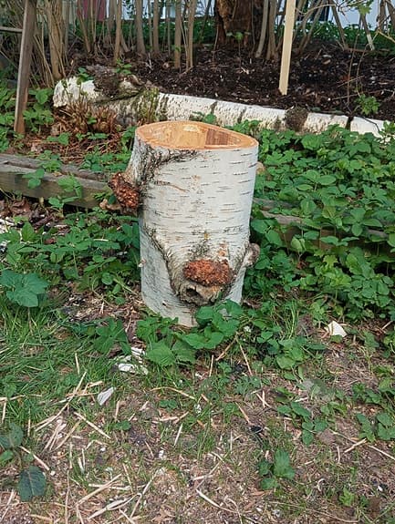 Björkstubbe kruka