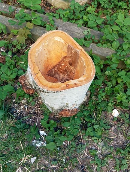 Björkstubbe kruka
