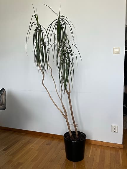 Stor krukväxt yucca/palm i svart kruka