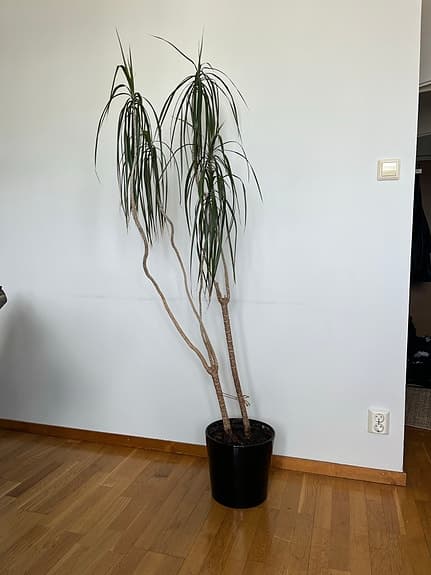 Stor krukväxt yucca/palm i svart kruka