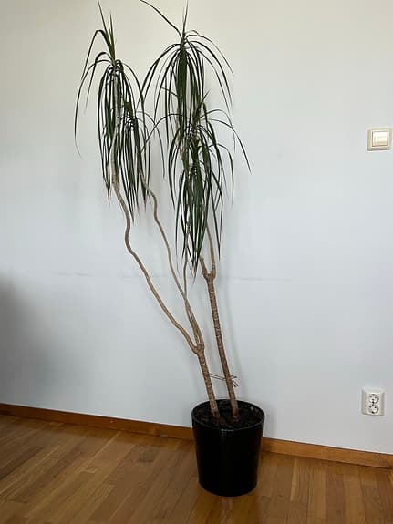 Stor krukväxt yucca/palm i svart kruka