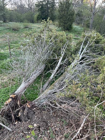 Rejäla enebuskar o enris skänkes