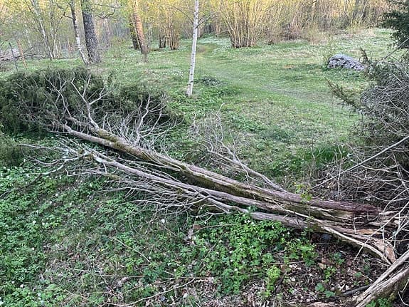 Rejäla enebuskar o enris skänkes