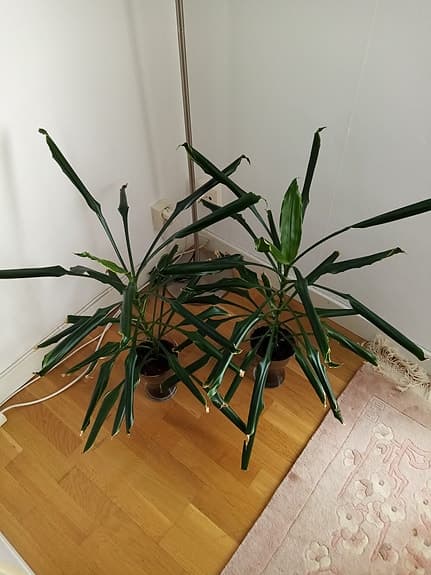 Gröna krukväxter i glasvaser