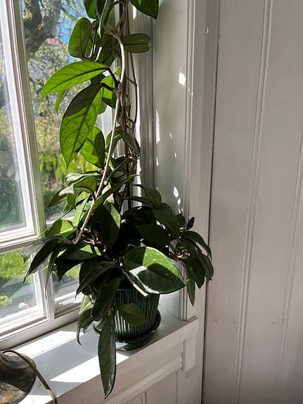 Hoya klätterväxt i kruka