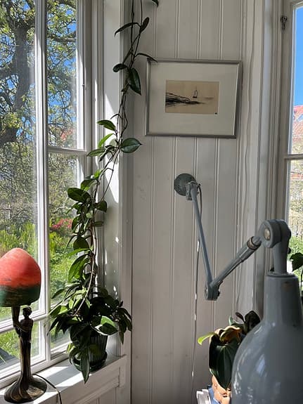 Hoya klätterväxt i kruka