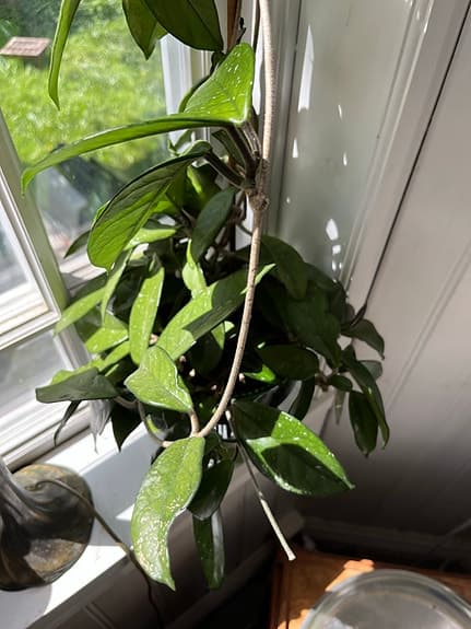 Hoya klätterväxt i kruka