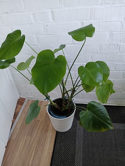 Monstera Deliciosa i kruka grön växt