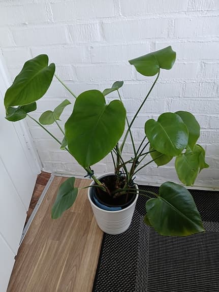 Monstera Deliciosa i kruka grön växt