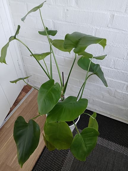 Monstera Deliciosa i kruka grön växt