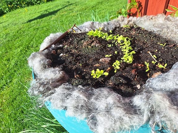 2 kg trädgårdsull