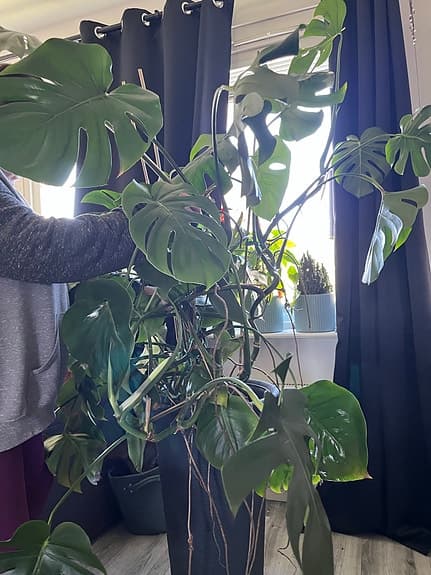 Stor Monstera i hög kruka