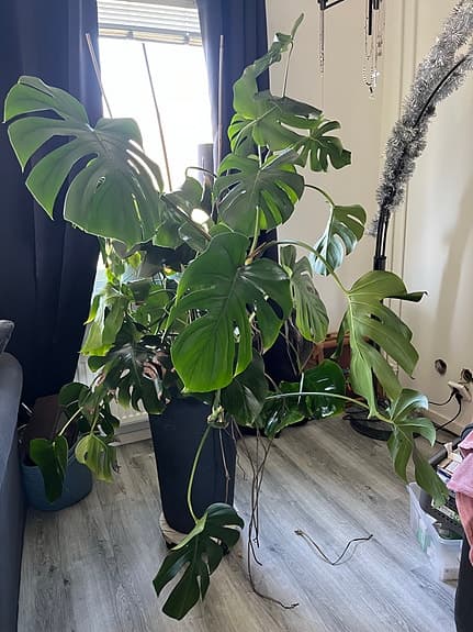 Stor Monstera i hög kruka