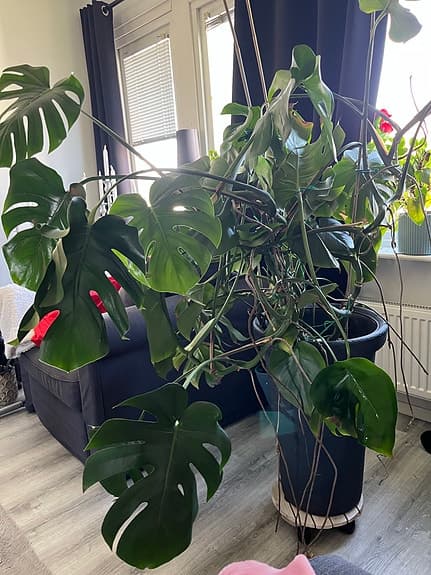 Stor Monstera i hög kruka