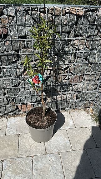 Persikoträd Prunus persica ‘Frut’ i kruka