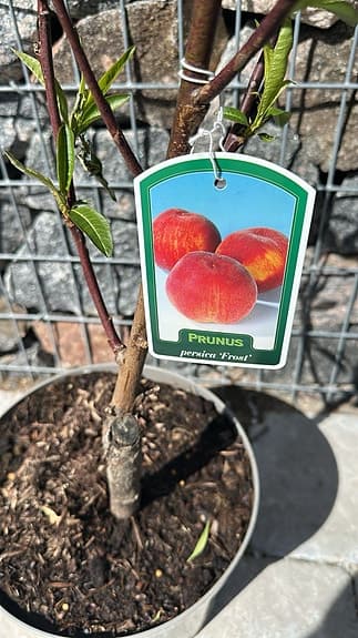 Persikoträd Prunus persica ‘Frut’ i kruka
