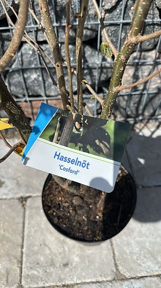 Hasselnöt ‘Cosford’ buske i kruka