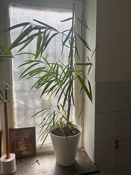 Stora gröna krukväxter i vita krukor