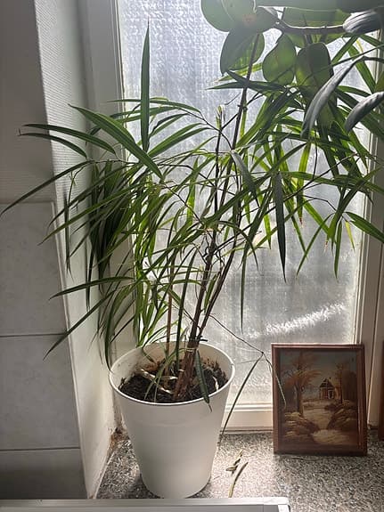Stora gröna krukväxter i vita krukor