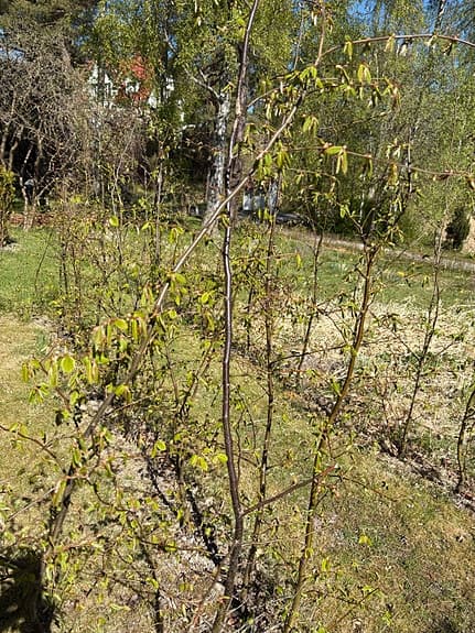 Häckplantor Avenbok
