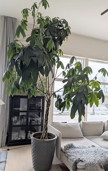 3,40 m hög strandkastanj inklusive kruka
